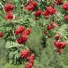 Sorbus Pohuashanensis P.E